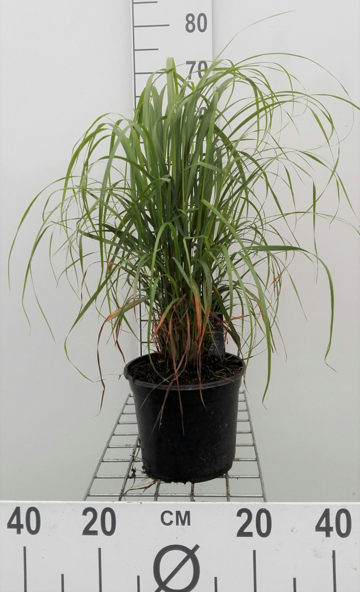 Calamagrostis brachytricha - pot 3L