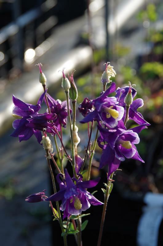 Plantenfiche-Aquilegia-Biedermeier-