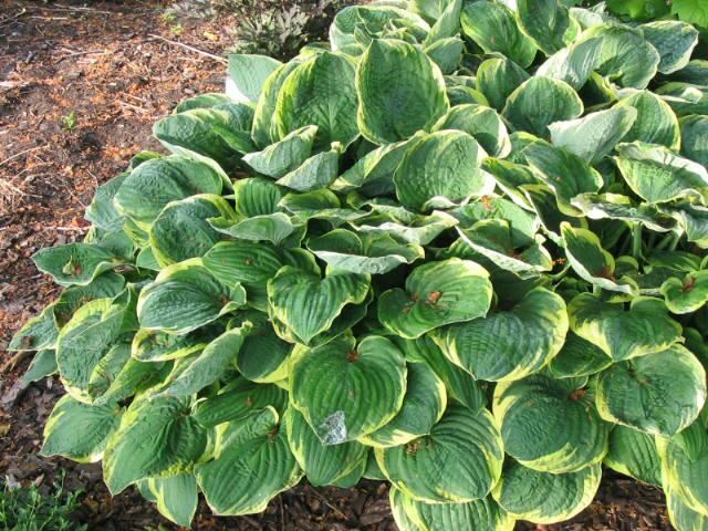 Plantenfiche-Hosta-Frances-Williams-