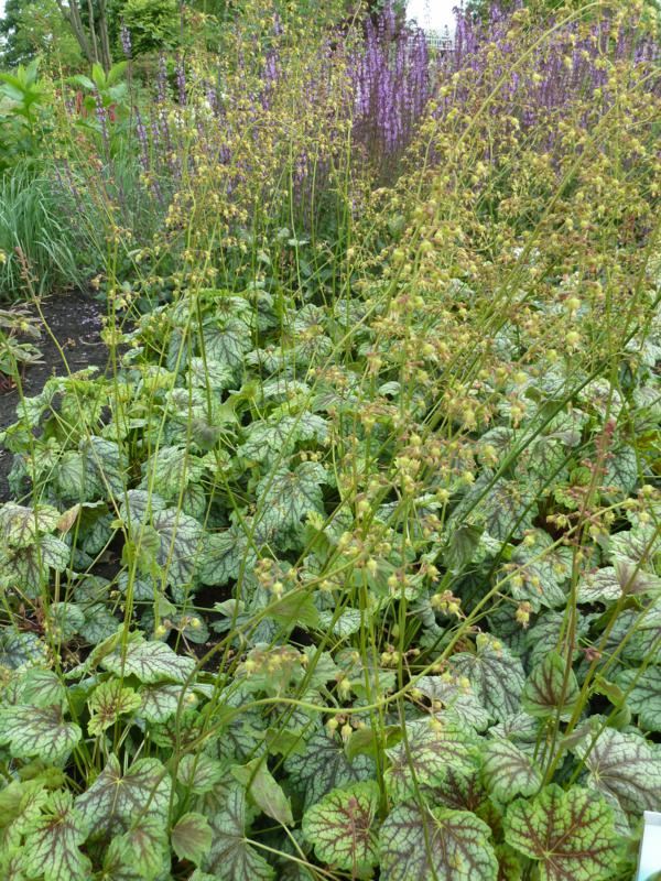 Plantenfiche-Heuchera-Green-Spice-