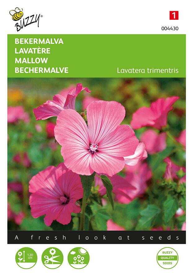 Buzzy® Cupermalva graines - Rose/Rouge