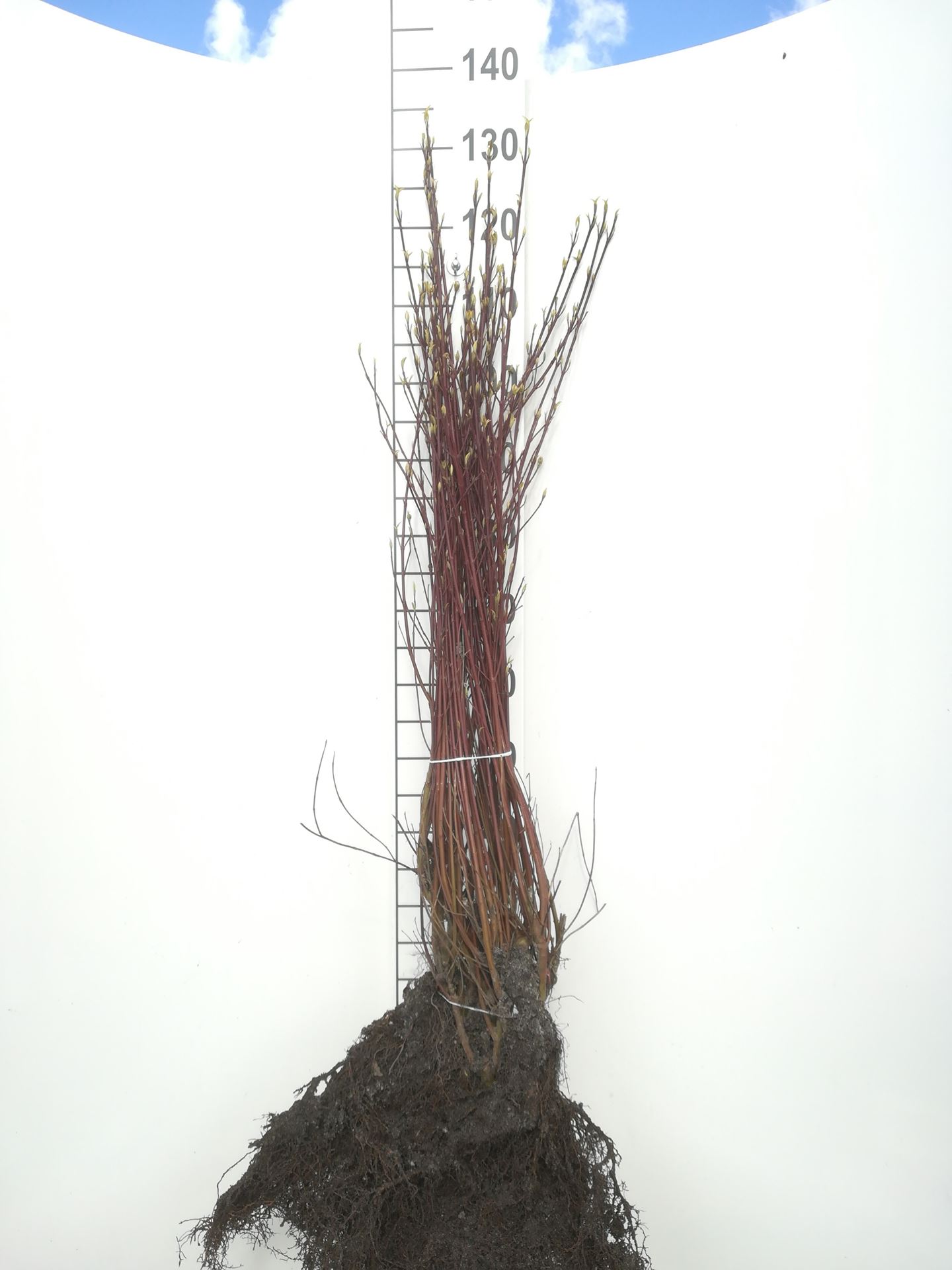 Cornus alba 'Elegantissima' - blote wortel - 50-60 cm - 3-5 takken
