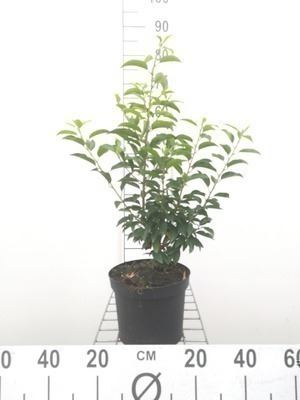 Prunus lusitanica 'Angustifolia' - pot - 40-50 cm - Touffu