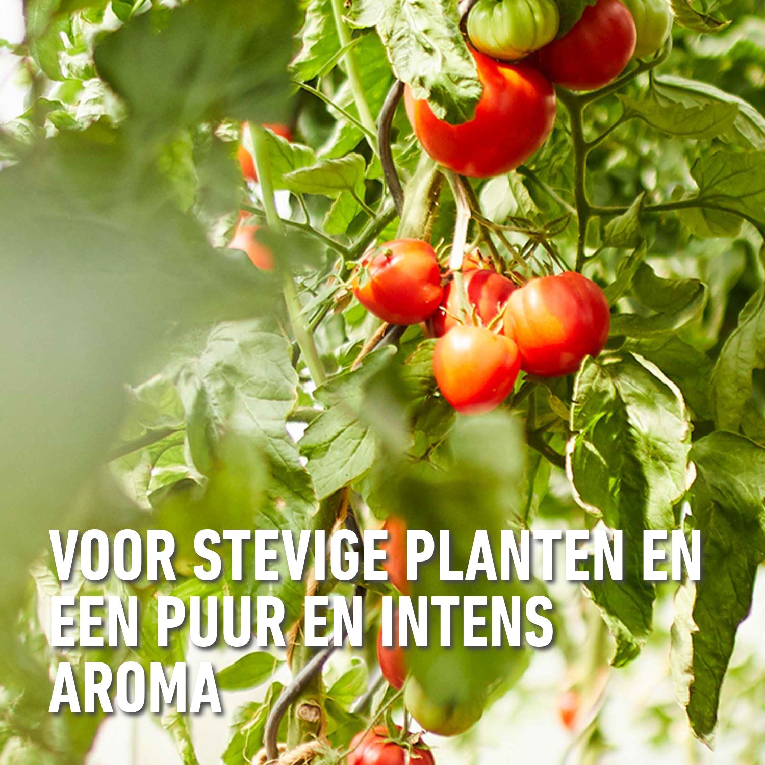 Compo-bio-vloeibare-meststof-tomaten-1L