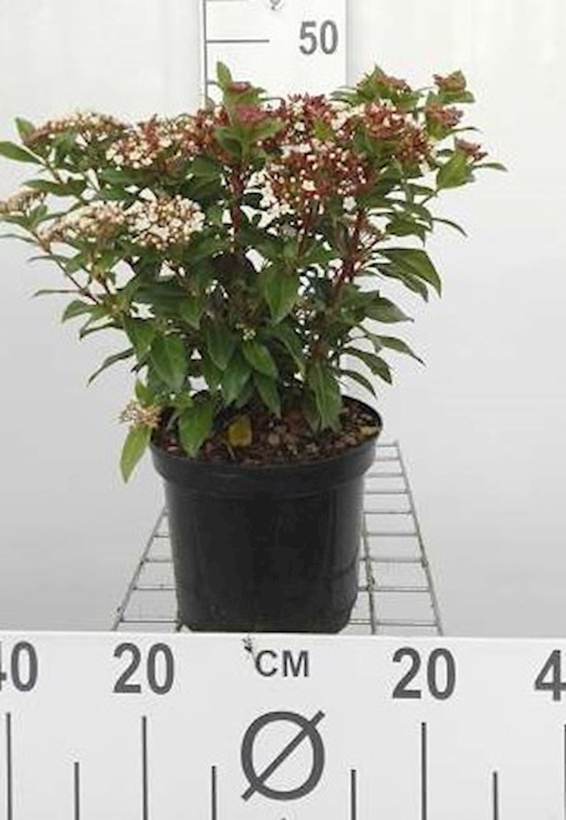 Viburnum tinus - pot - 30-40 cm