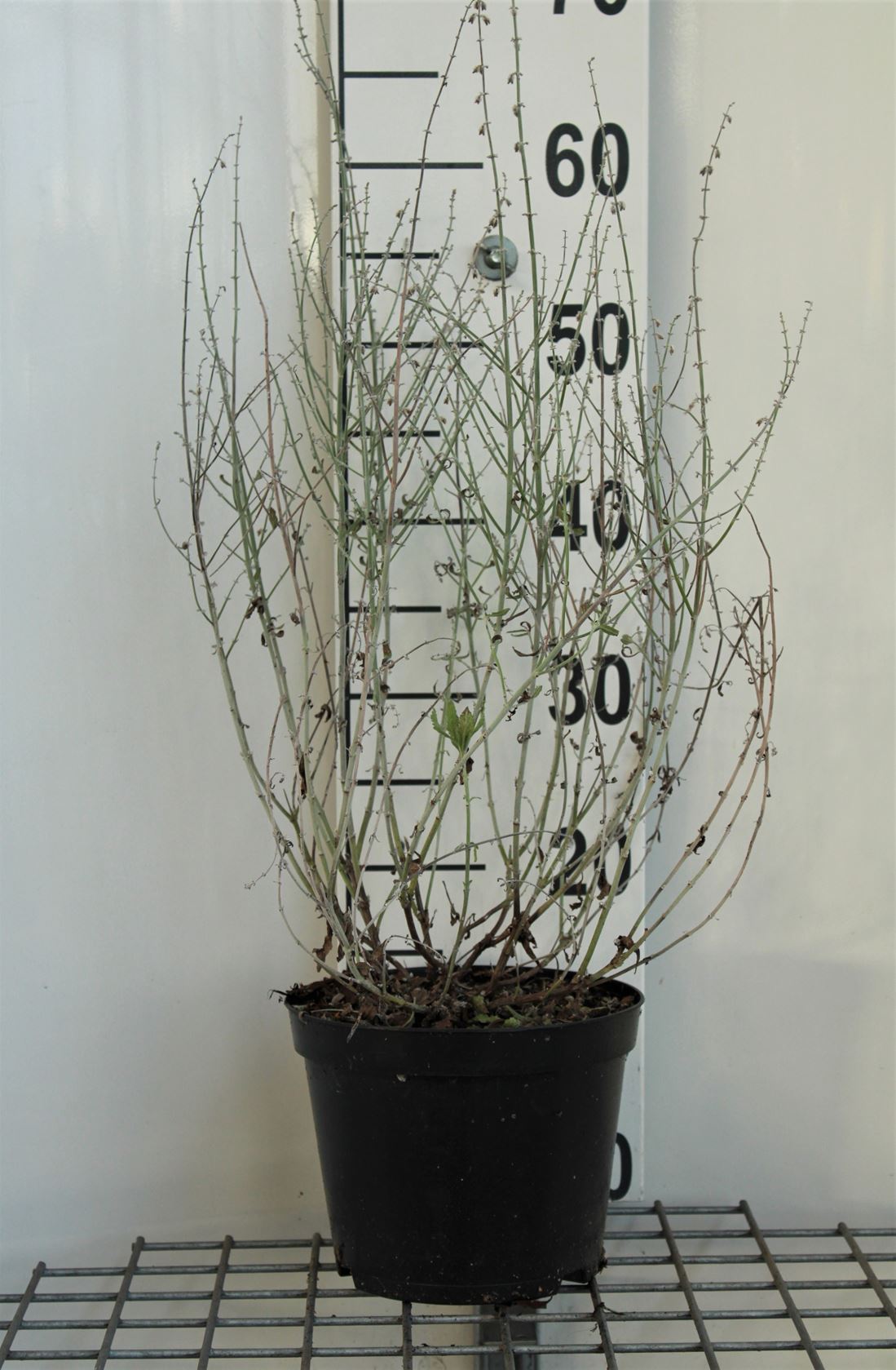 Perovskia atriplicifolia 'Little Spire' - pot - 30-40 cm (Russische salie)
