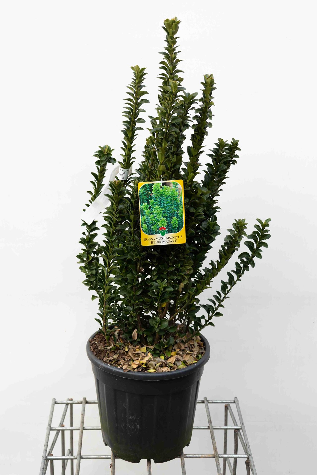 Euonymus japonicus 'Green Spire' - pot 10L - 60-80 cm