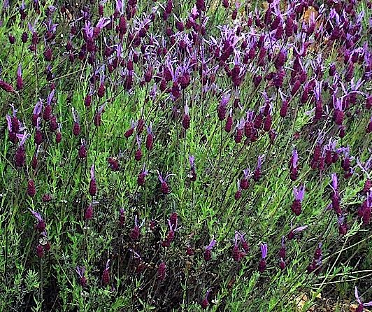 Lavandula pedunculata 'Papillon' - pot 1,3L