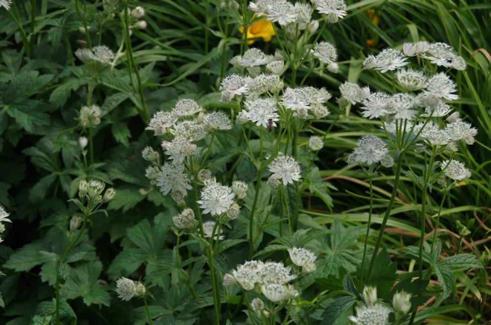 Plantenfiche-Astrantia-major-Snow-Star-