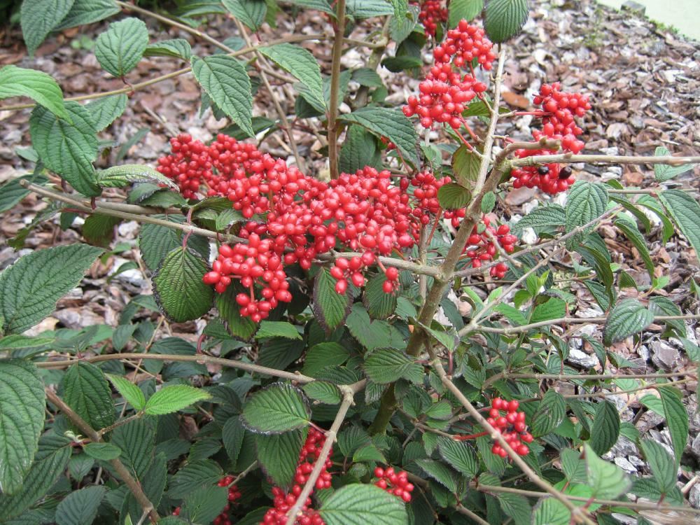 Plantenfiche-Viburnum-plicatum-JWW5-Kilimandjaro-Sunrise-