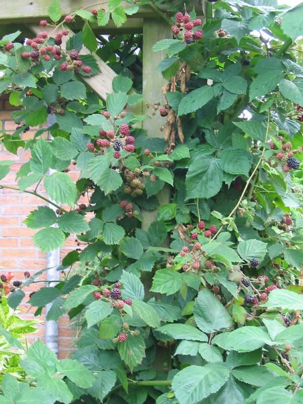 Plantenfiche-Rubus-fruticosus-Black-Satin-Doornloze-braam-
