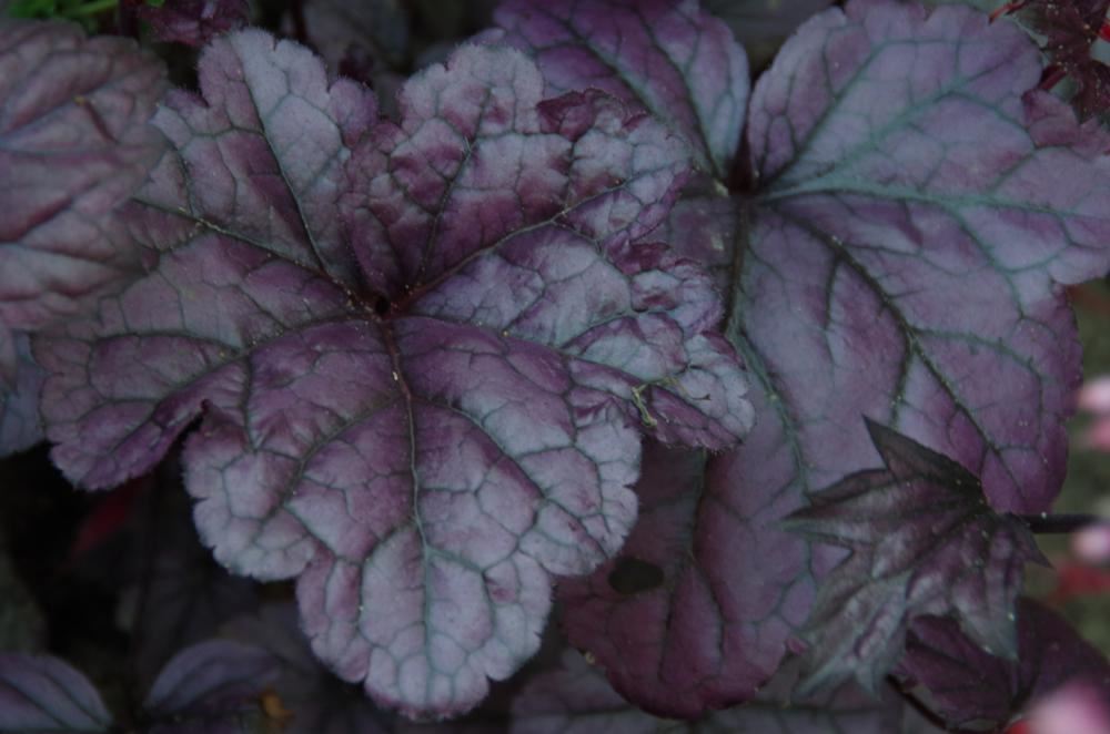 Plantenfiche-Heuchera-TNHEUFP-