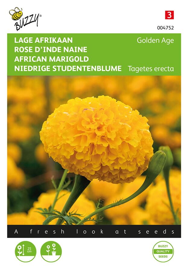 Buzzy-Tagetes-lage-Afrikaan-Golden-Age