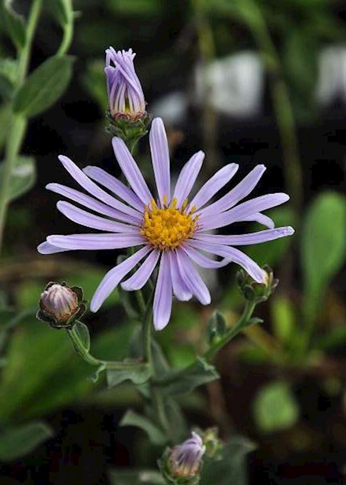 Plantenfiche-Aster-amellus-Rudolf-Goethe-