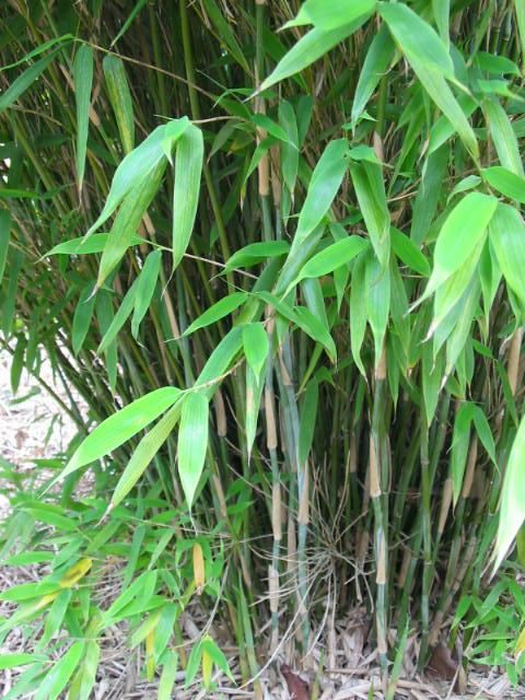 Plantenfiche-Fargesia-murieliae-Jumbo-