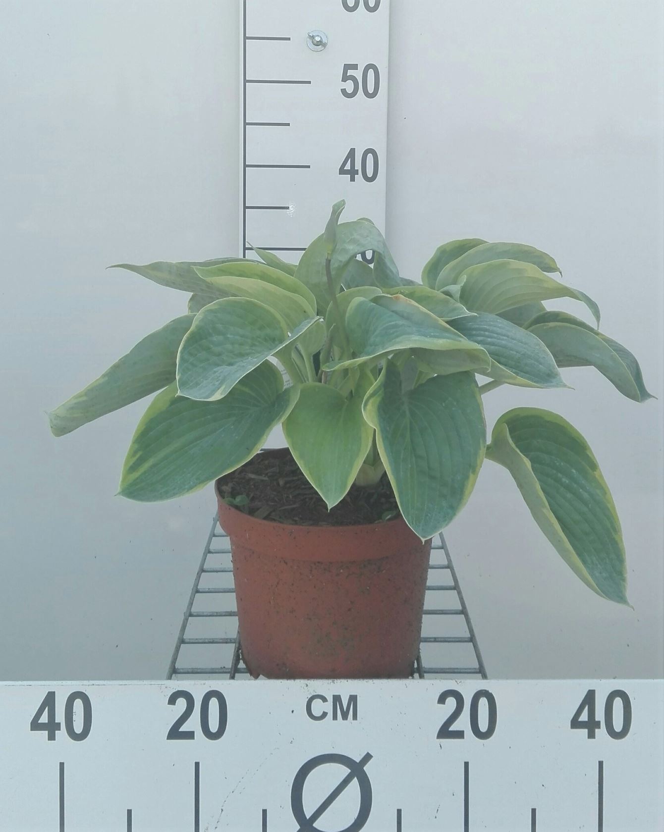 Hosta 'Frances Williams' - pot 3L