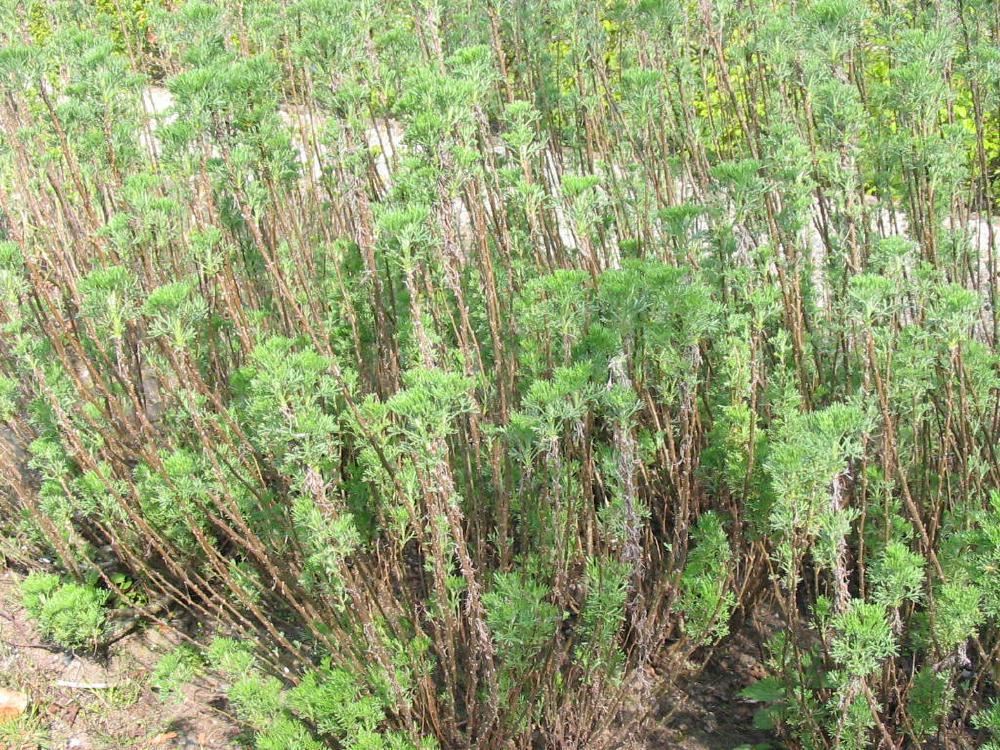 Plantenfiche-Artemisia-abrotanum-Citroenkruid-