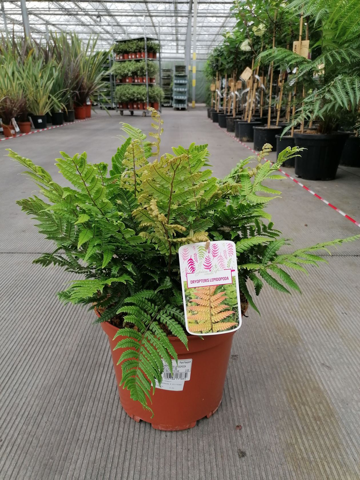 Dryopteris lepidopoda - pot 7,5L