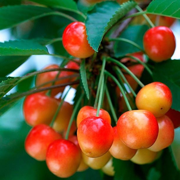 Prunus avium 'Coeur de Pigeon Clair' - blote wortel - struik