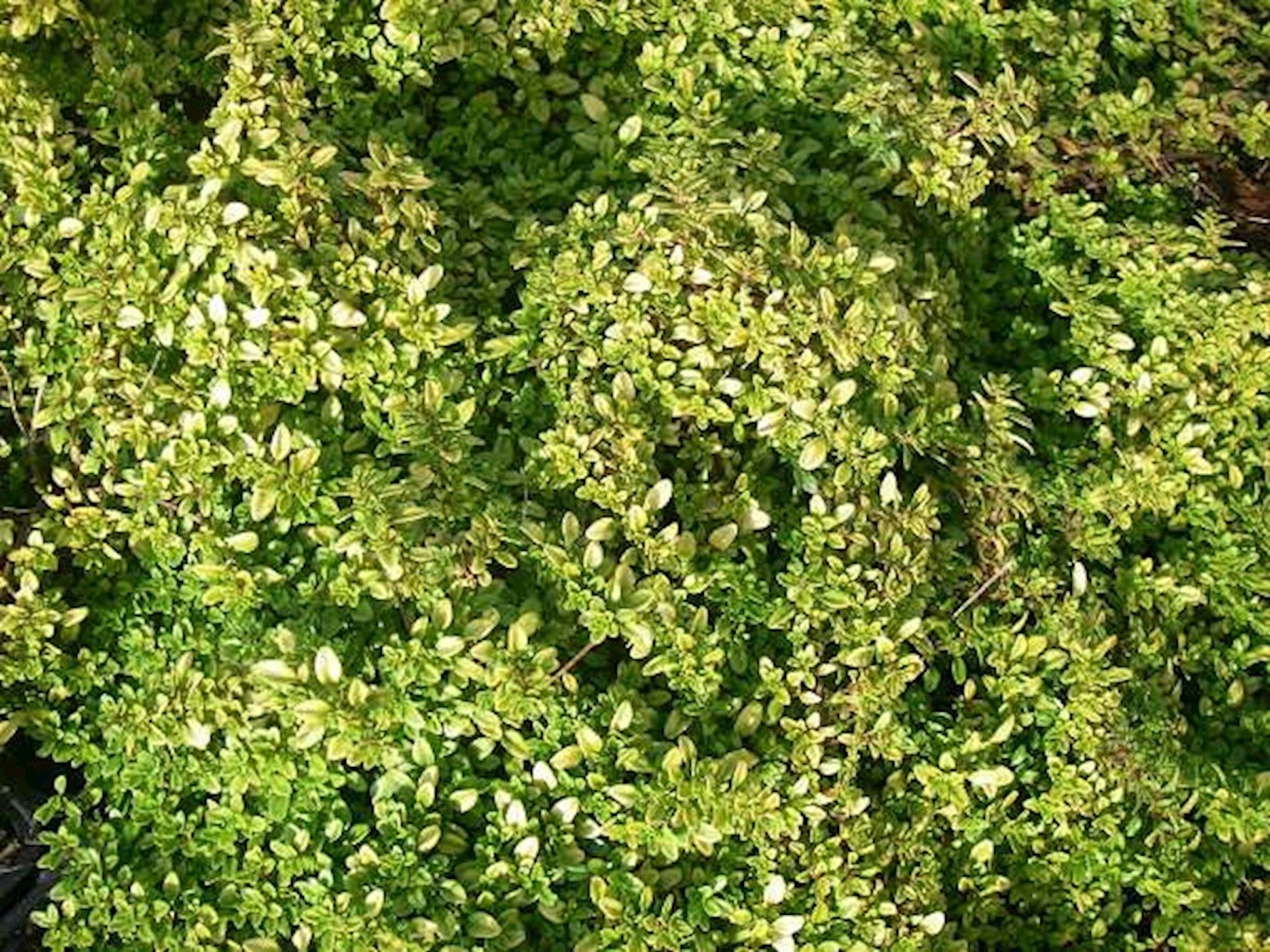 Plantenfiche-Thymus-x-citriodorus-Bertram-Anderson-