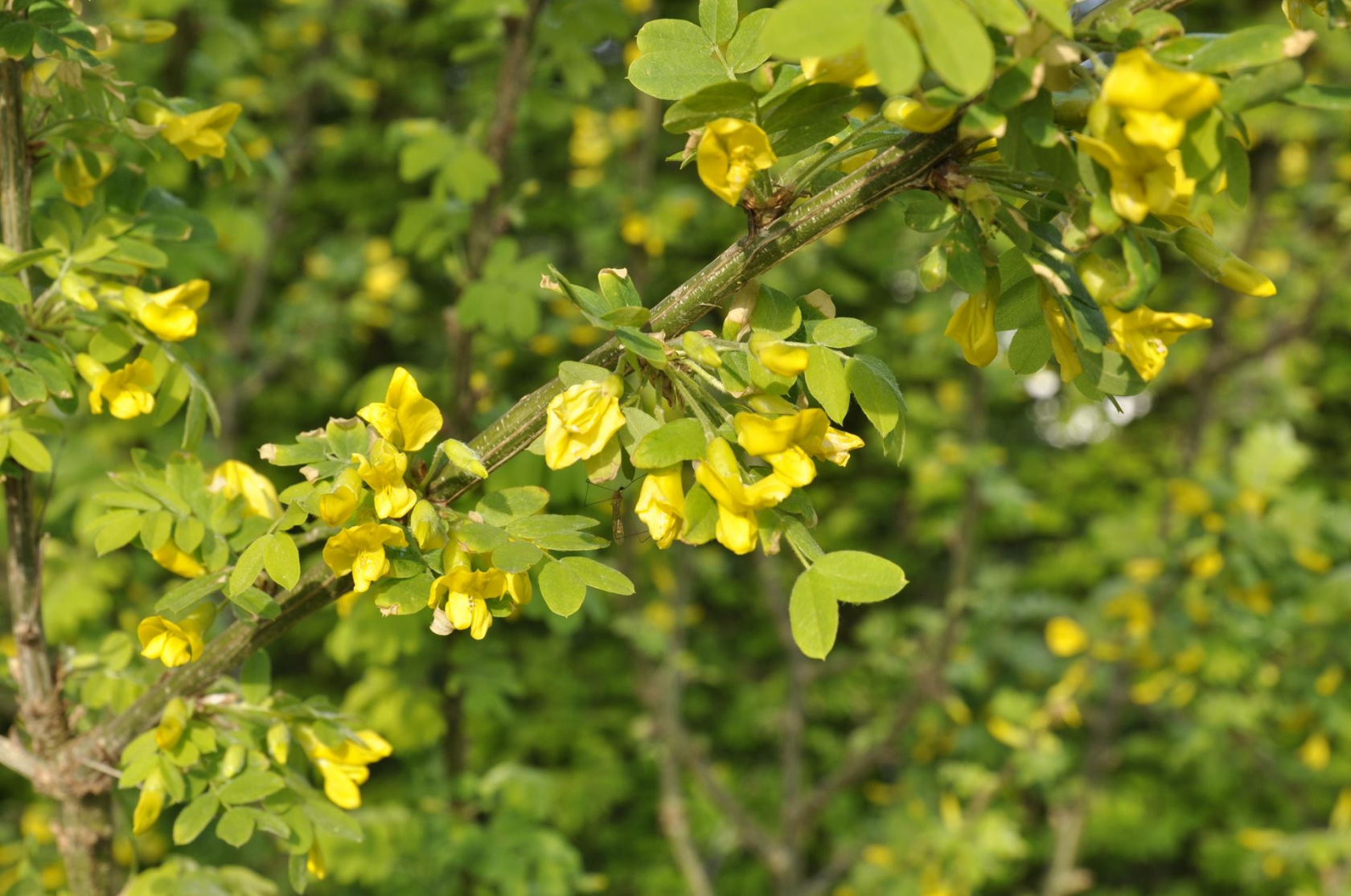 Caragana arborescens - bare root - 50-80 cm