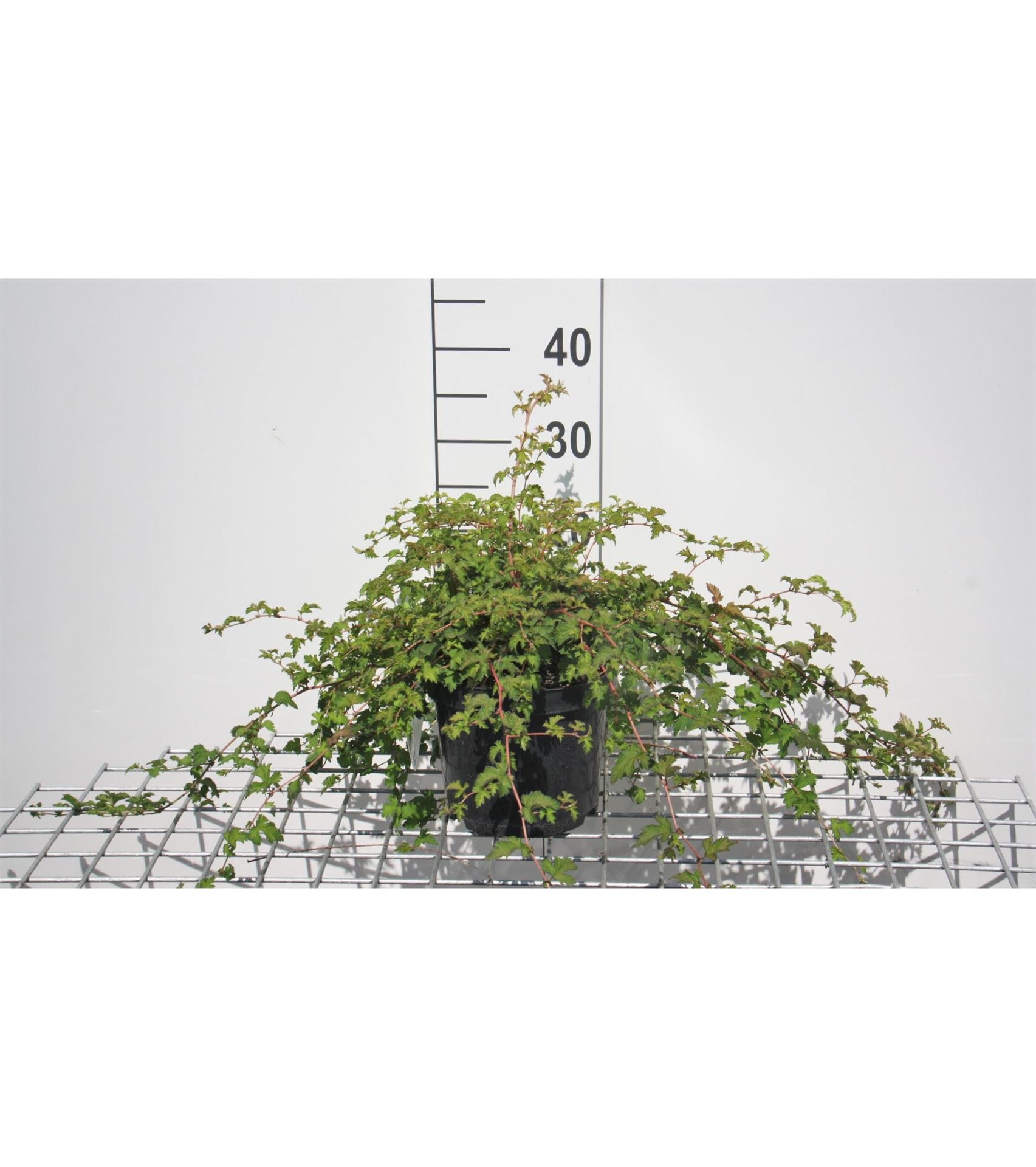 Stephenadra Stephanandra incisa 'Crispa' - pot 3L - 30-40 cm