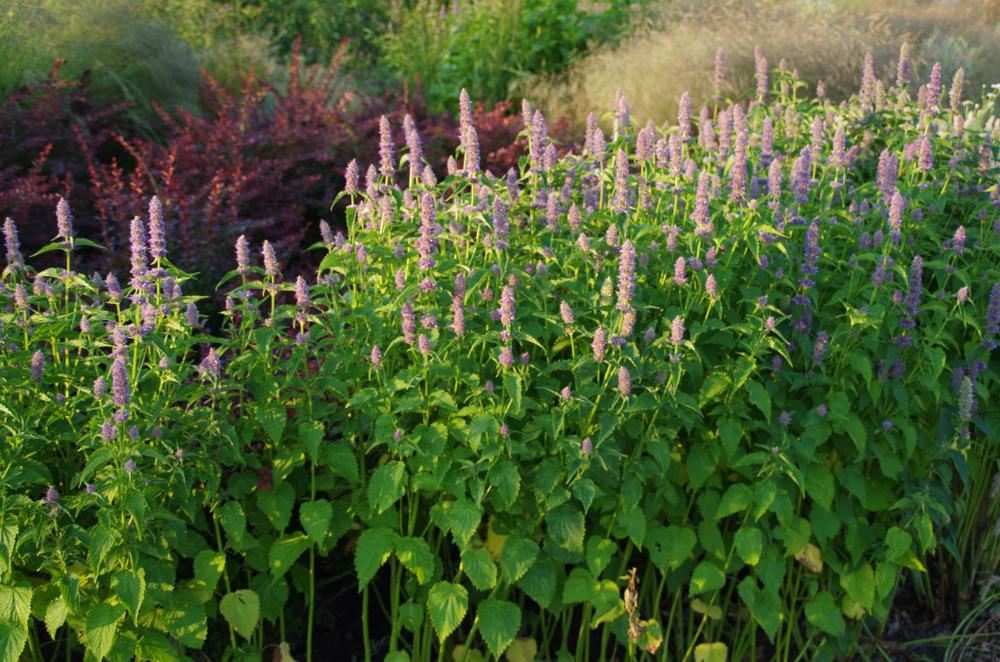 Plantenfiche-Agastache-rugosa