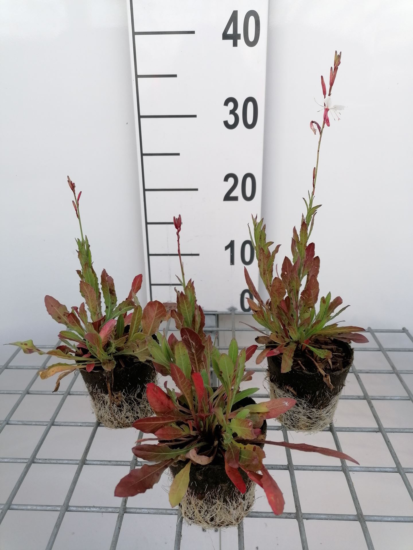 Gaura lindheimeri - Biopot ø8 cm