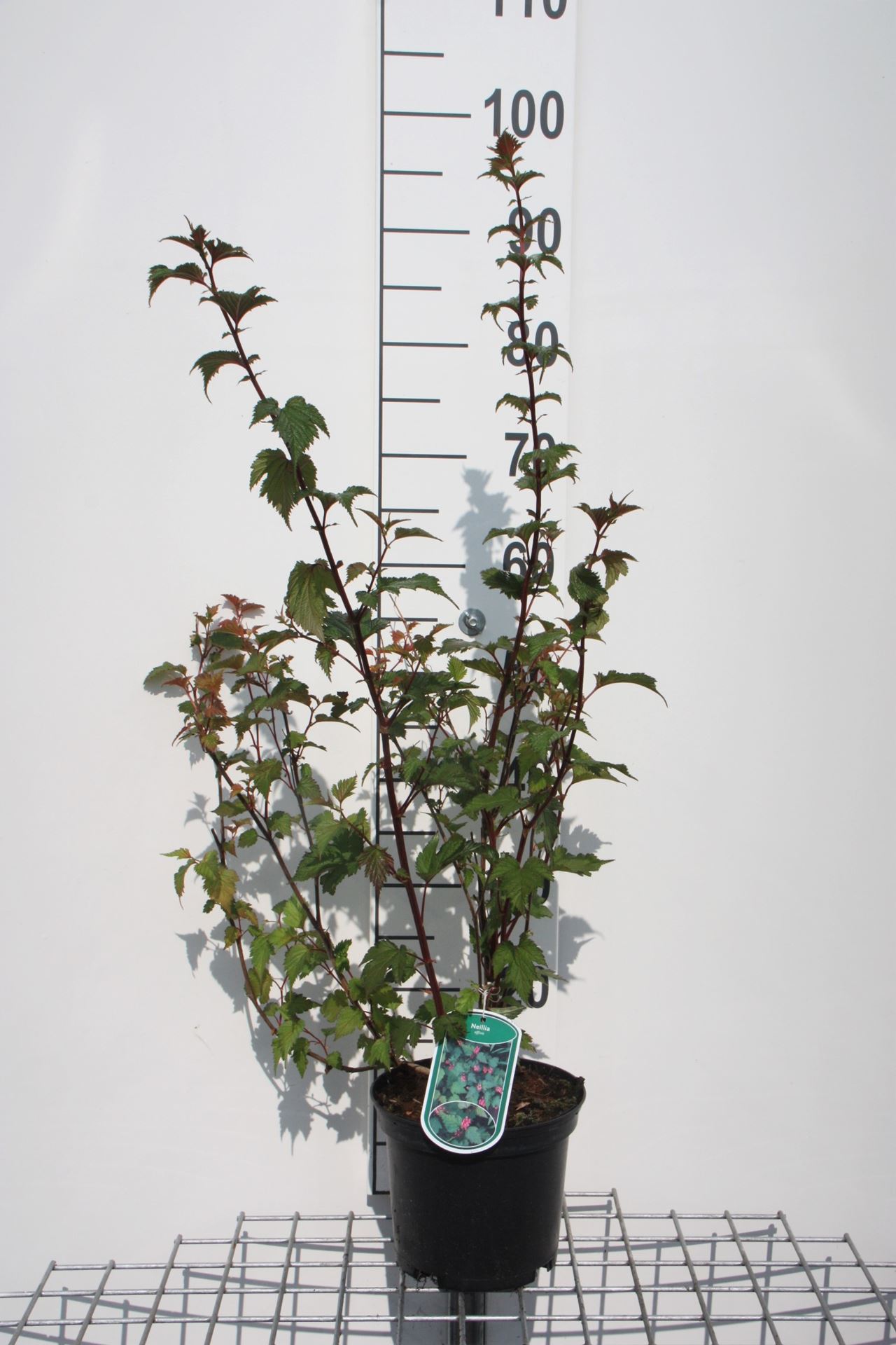 Neillia affinis - pot - 40-60 cm