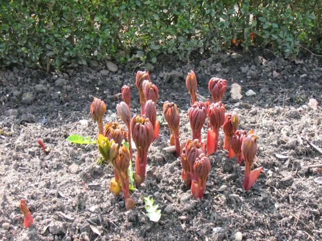 Plantenfiche-Paeonia-officinalis-Rubra-Plena-