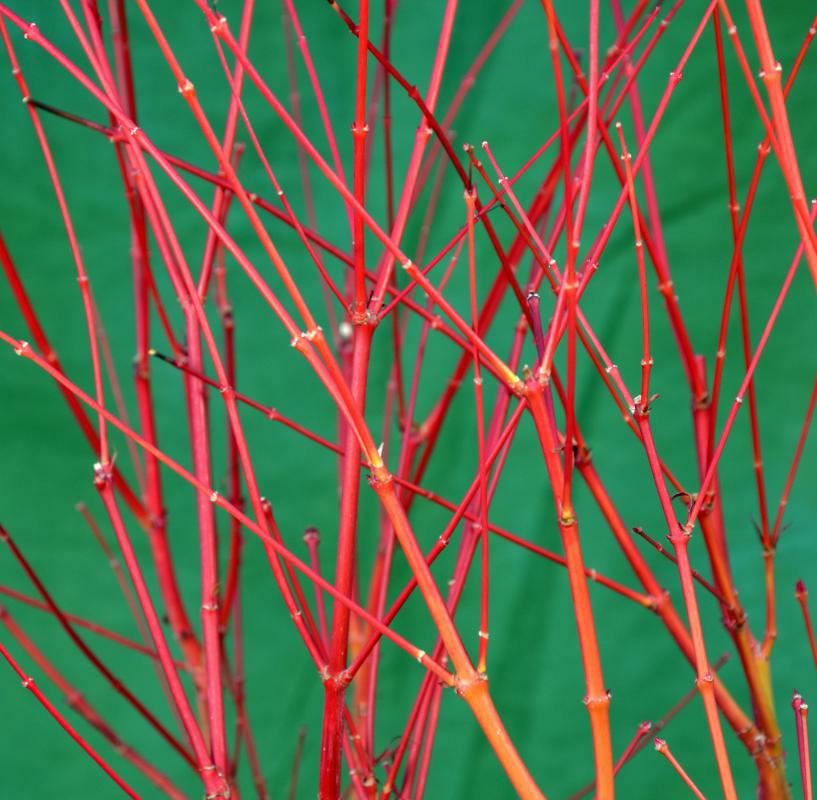 Plantenfiche-Acer-palmatum-Sangokaku-