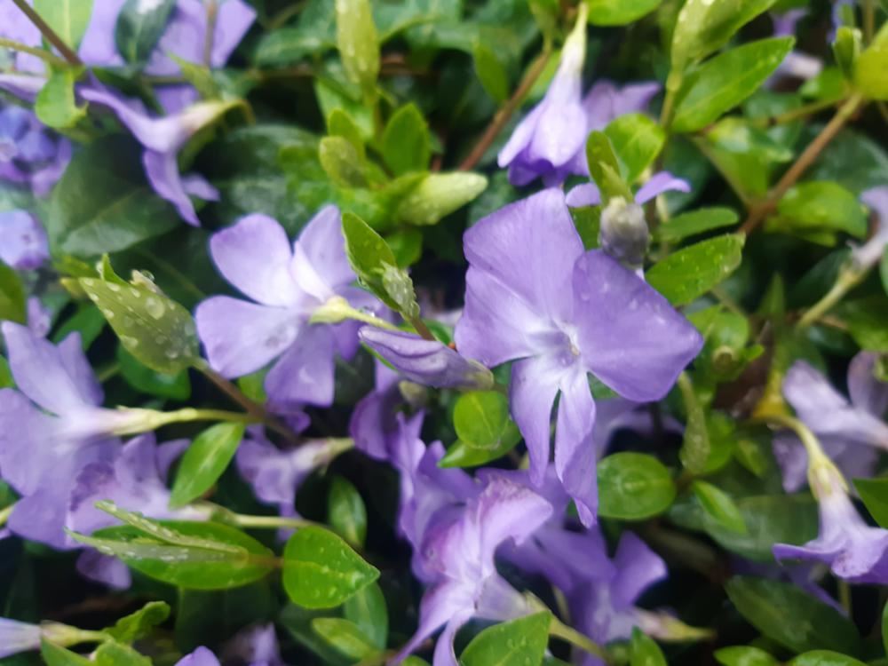 Plantenfiche-Vinca-minor-Marie-