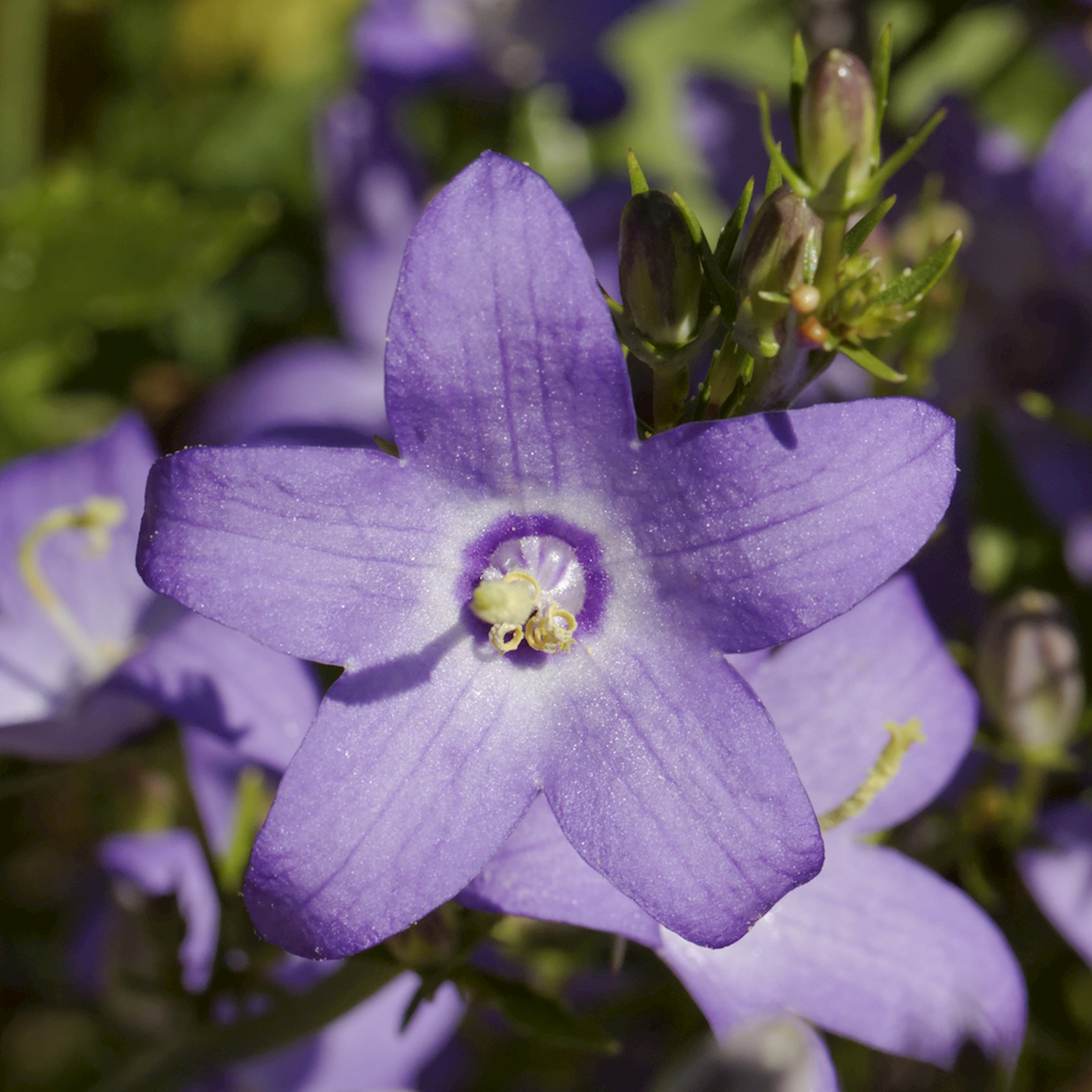 Plantenfiche-Campanula-pyramidalis