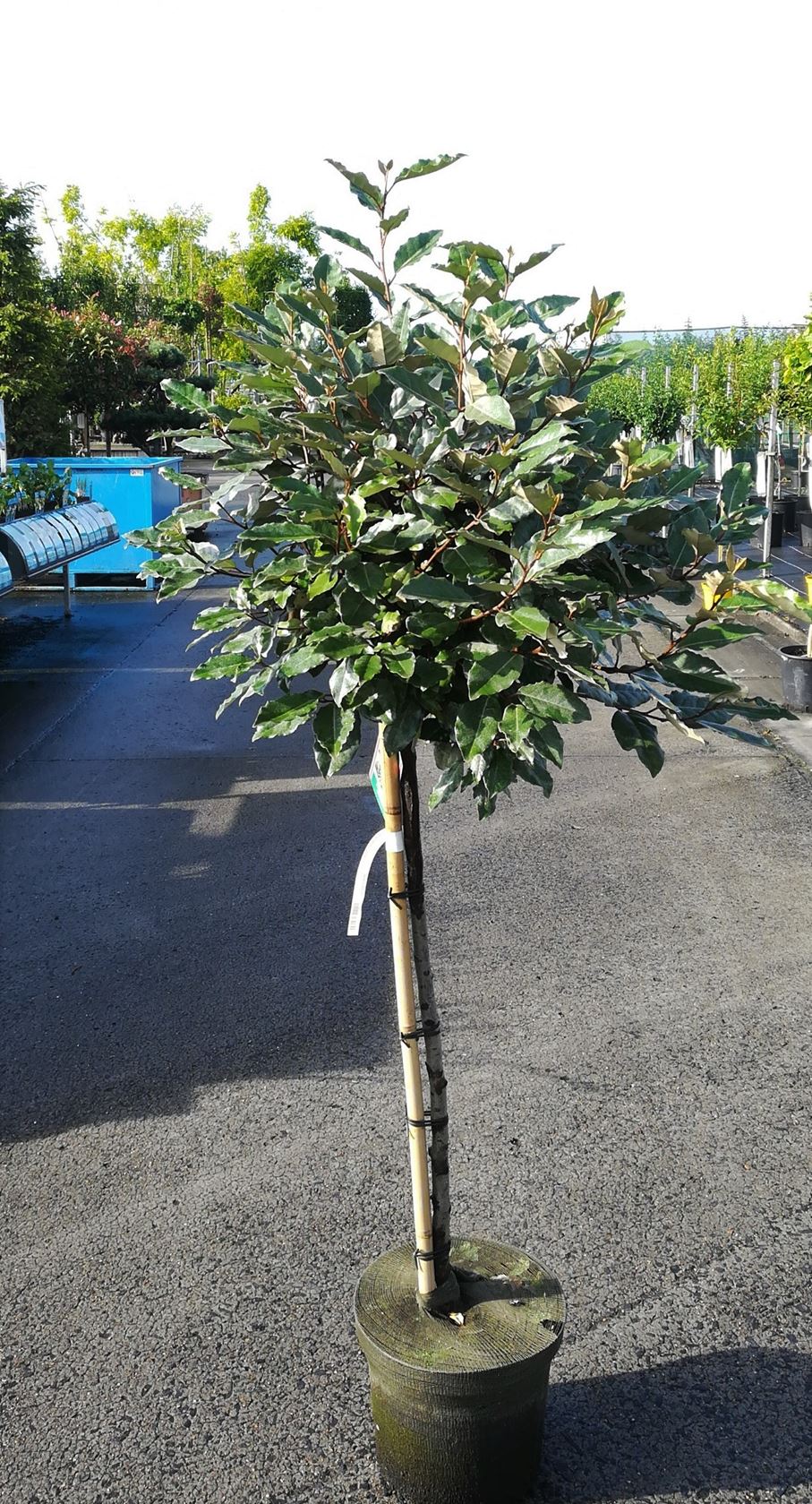Elaeagnus x ebbingei - pot 18L - semi-stem tree