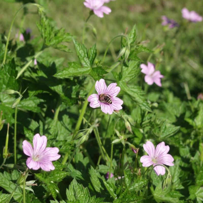 Plantenfiche-Geranium-x-oxonianum-Lady-Moore-