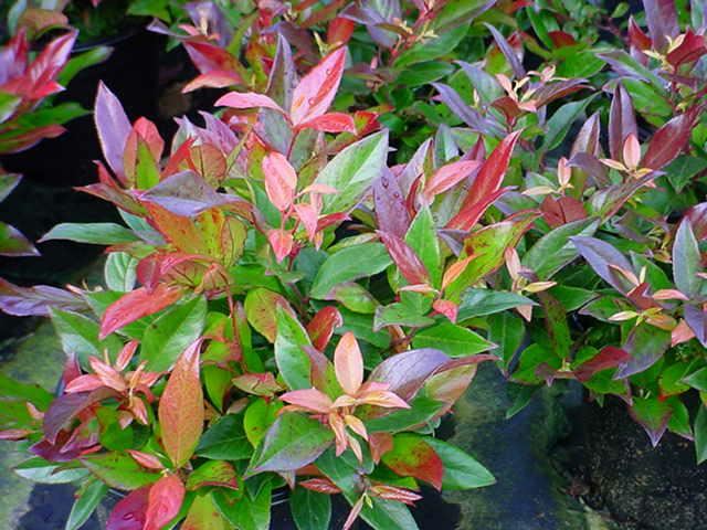 Plantenfiche-Leucothoe-Zeblid-Scarletta-