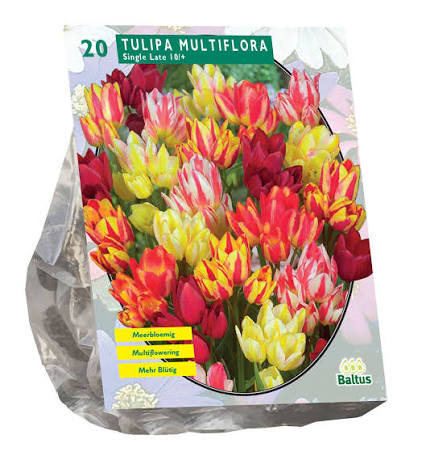 Baltus Tulipa Multiflora - Tulipe à fleurs multiples - 15 pièces