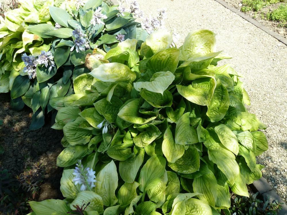 Plantenfiche-Hosta-August-Moon-