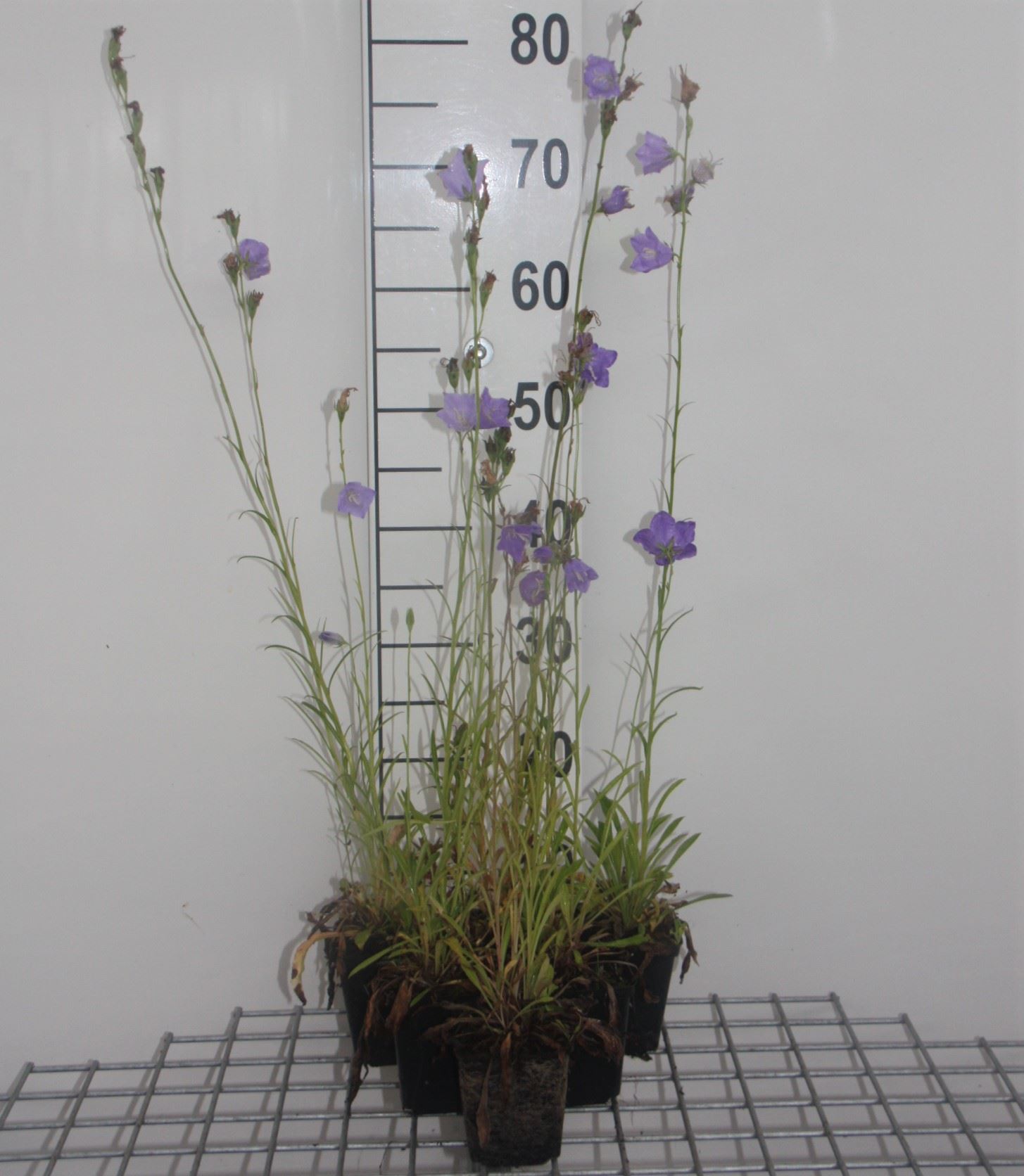 Campanula persicifolia 'Grandiflora Coerulea' - pot 9x9 cm