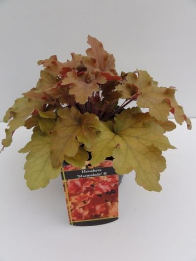Heuchera 'Marmalade' - pot 2L