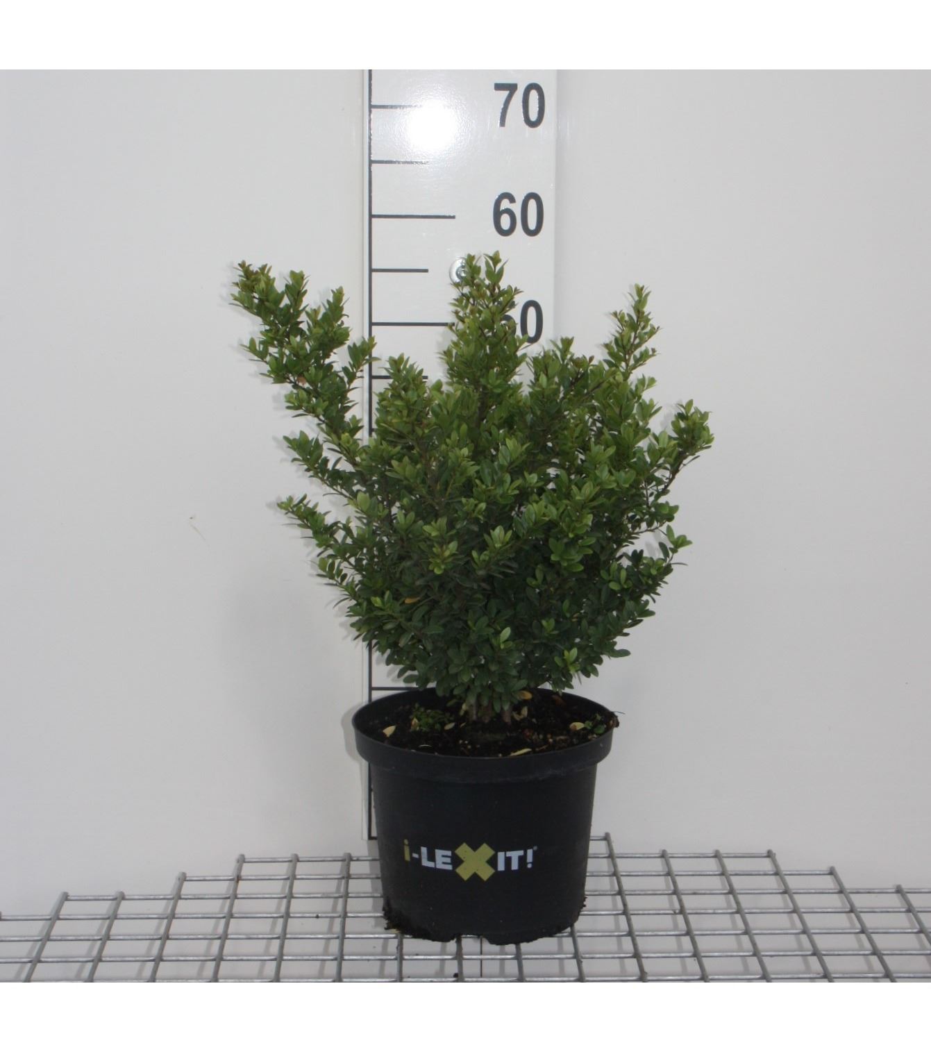 Ilex crenata 'Icoprins11' (Dark Green) - pot 5L - 40-60 cm - bush