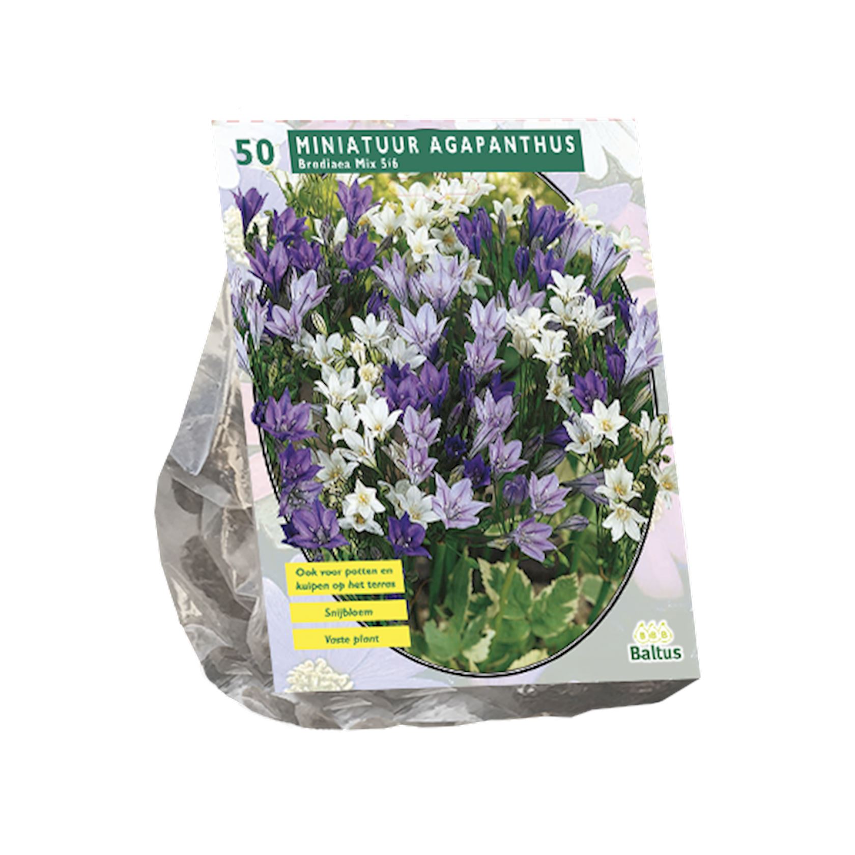 brodiaea-mix-per-50