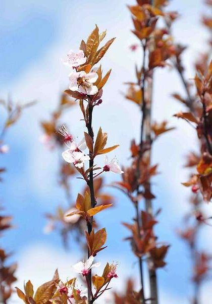 Prunus cerasifera 'Nigra' - blote wortel - halfstam boom