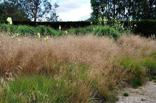 Deschampsia cespitosa 'Goldschleier' - pot 1,3L