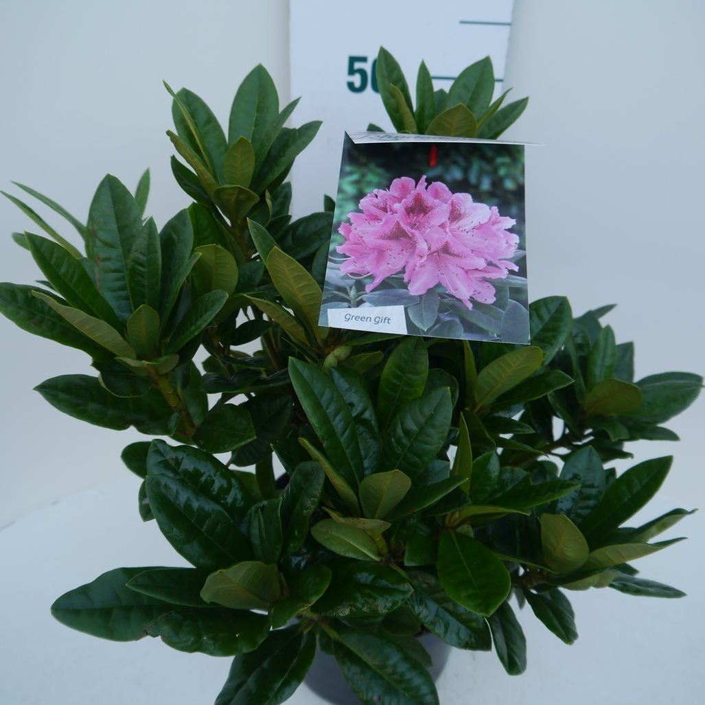 Rhododendron 'Cosmopolitan' - pot - 40-50 cm