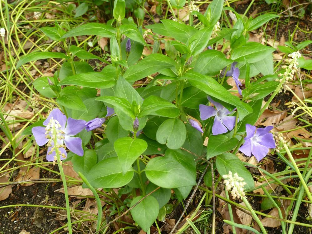 Plantenfiche-Vinca-major