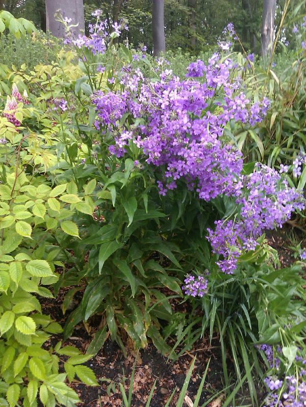 Plantenfiche-Hesperis-matronalis