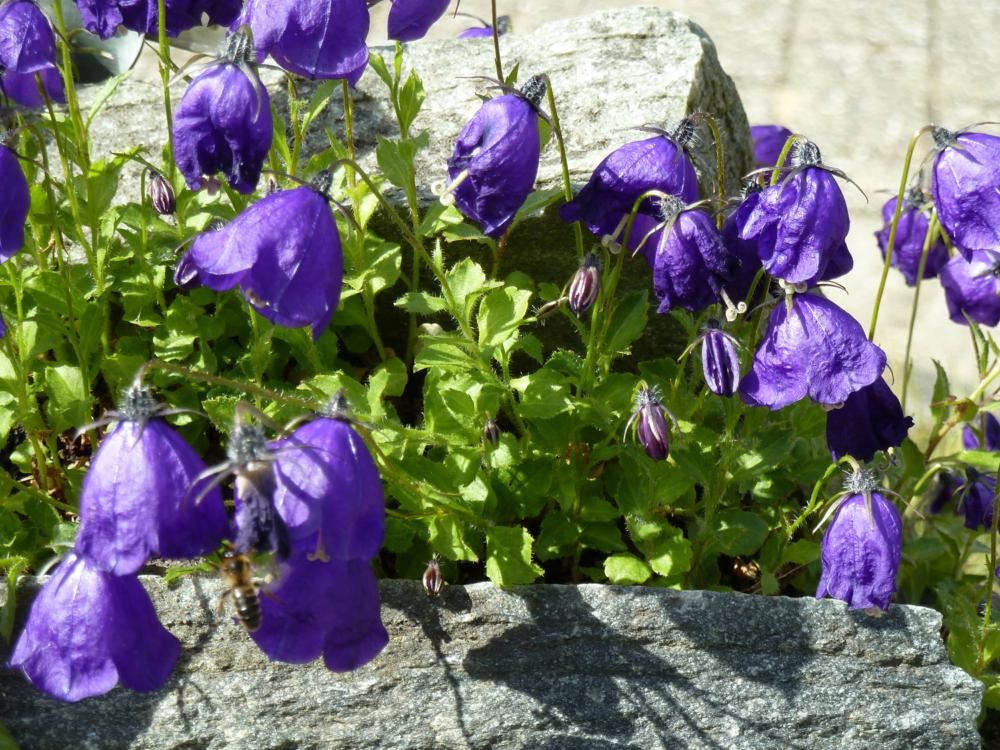 Plantenfiche-Campanula-x-pulloides-G-F-Wilson-