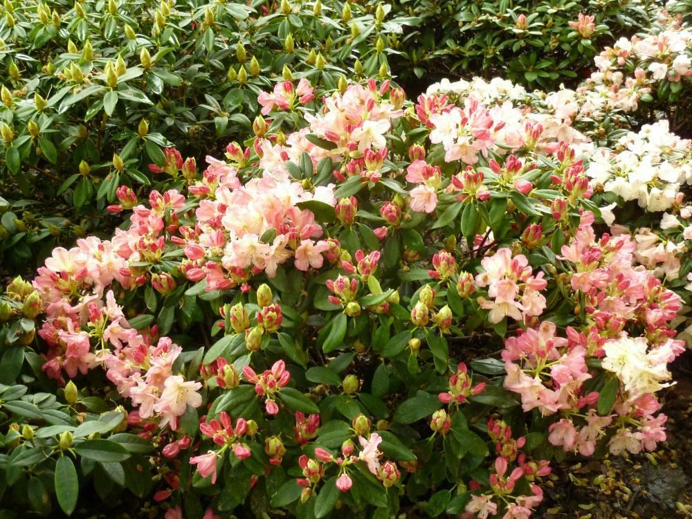 Plantenfiche-Rhododendron-Percy-Wiseman-