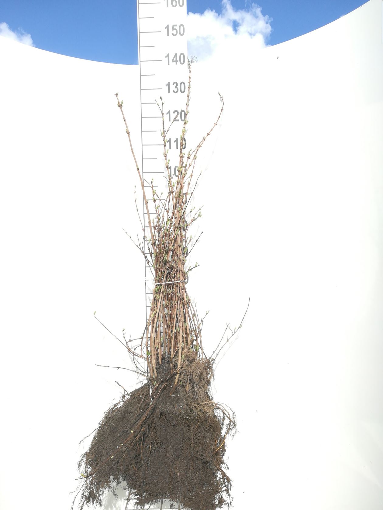 Deutzia x magnifica - blote wortel - 60-90 cm - 3-5 takken